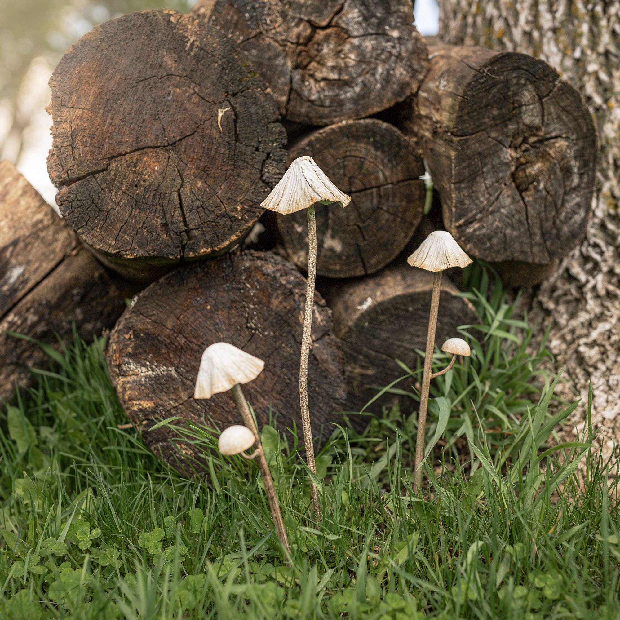Gardening & Botanicals
