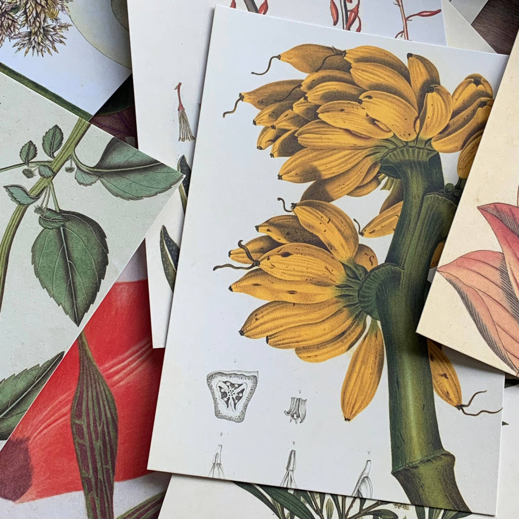 Vintage-Inspired Botanical Postcard