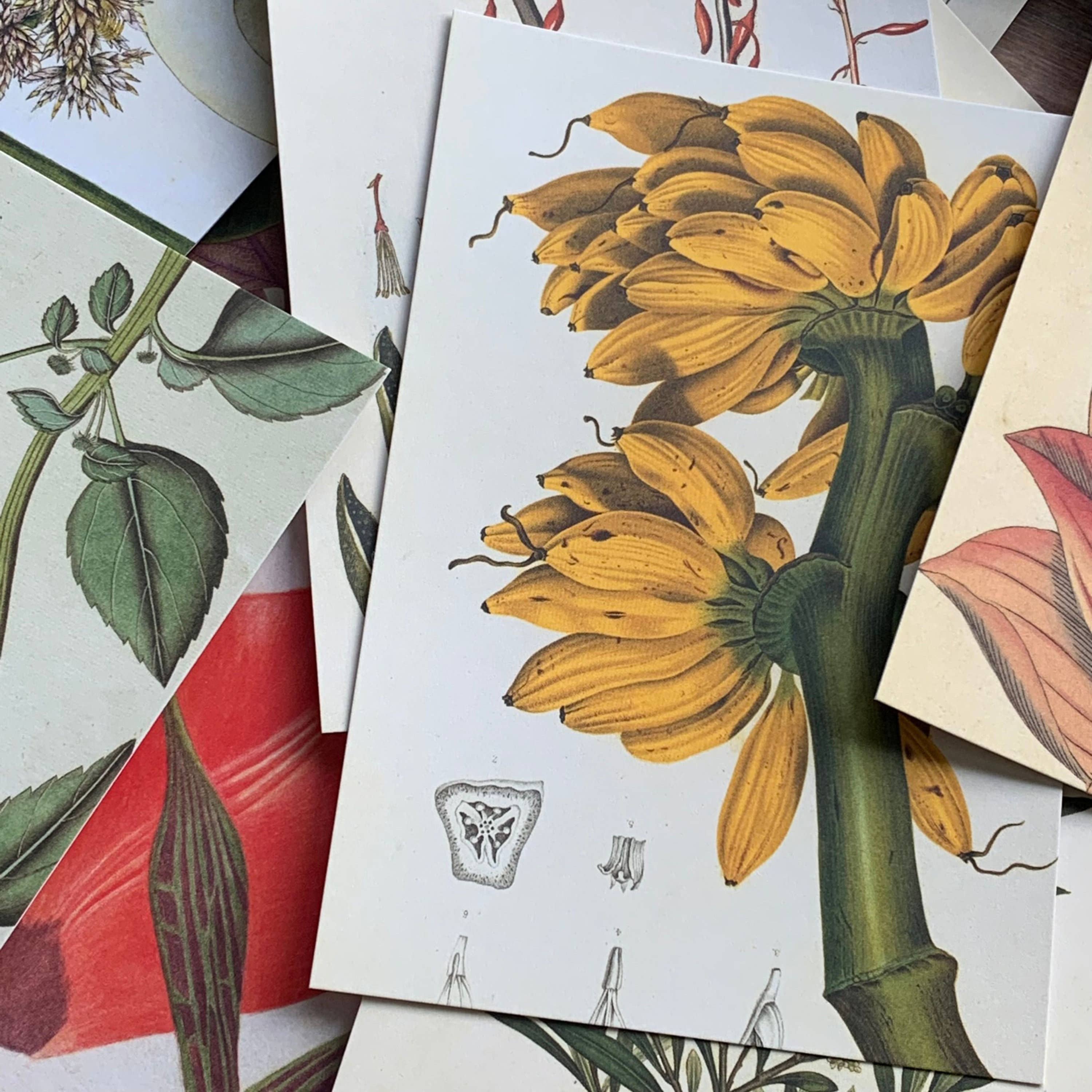 Vintage-Inspired Botanical Postcard