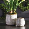 Quincy Glazed Stoneware Planters
