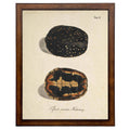 Framed vintage turtle shell bookplate D