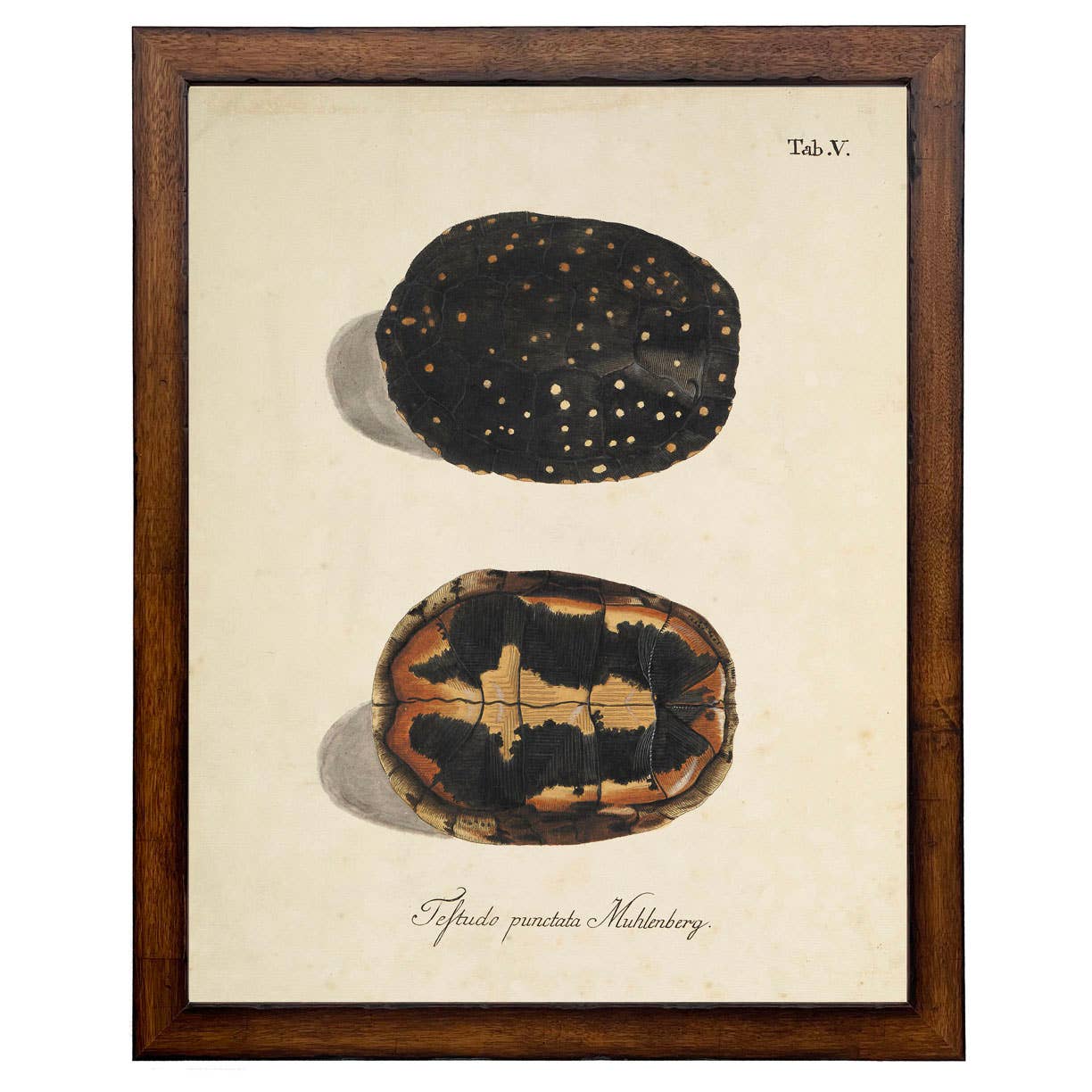 Framed vintage turtle shell bookplate D