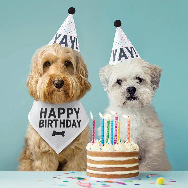 Dog Birthday Party Box | Hat, Bandana & Treat-Making Kit