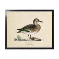 Vintage Bookplate Common Teal Duck