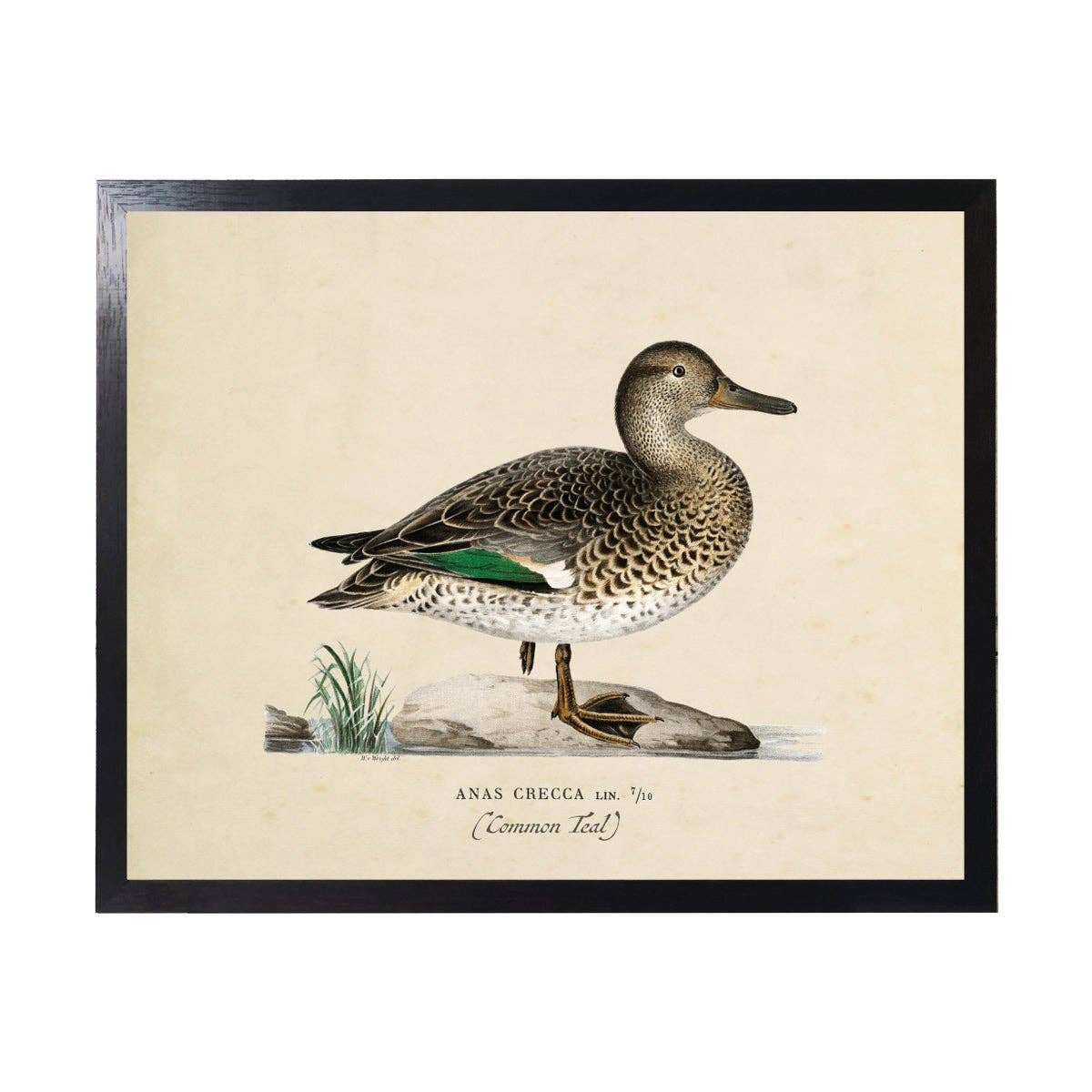 Vintage Bookplate Common Teal Duck