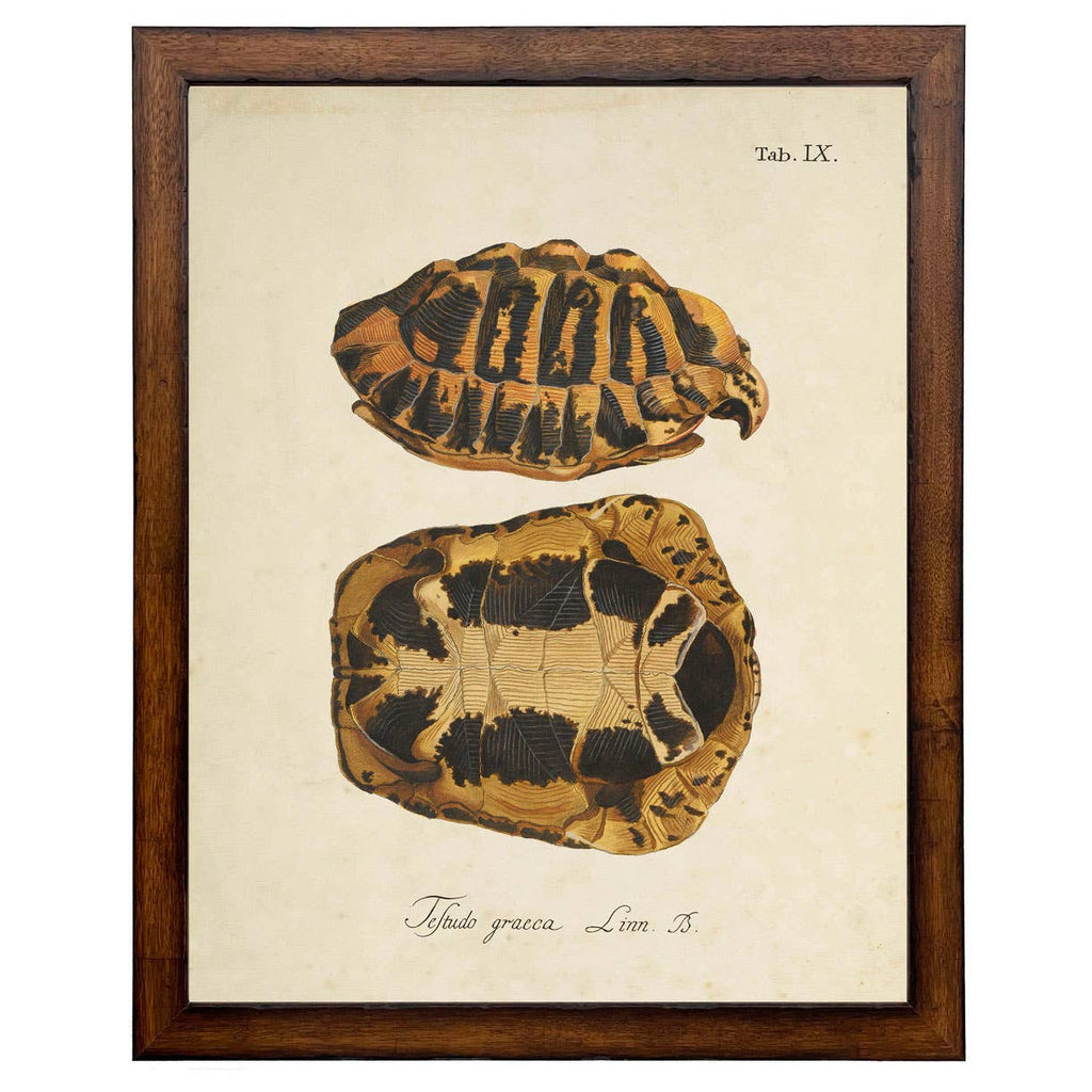Framed vintage turtle shell bookplate E