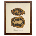 Framed vintage turtle shell bookplate E