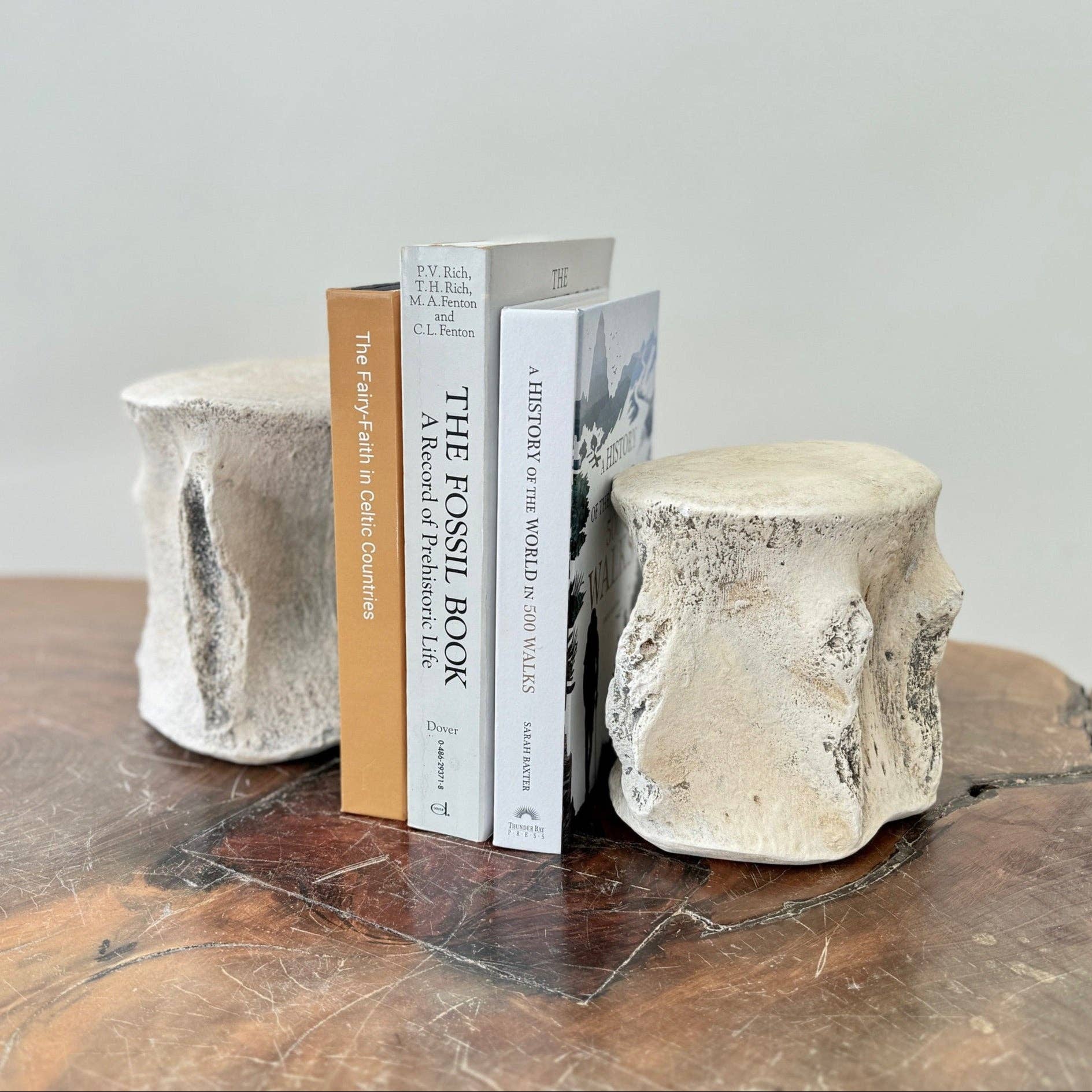 Sperm Whale Vertebrae