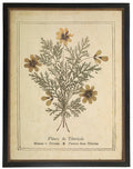 Pressed Flower Bookplate From 1900