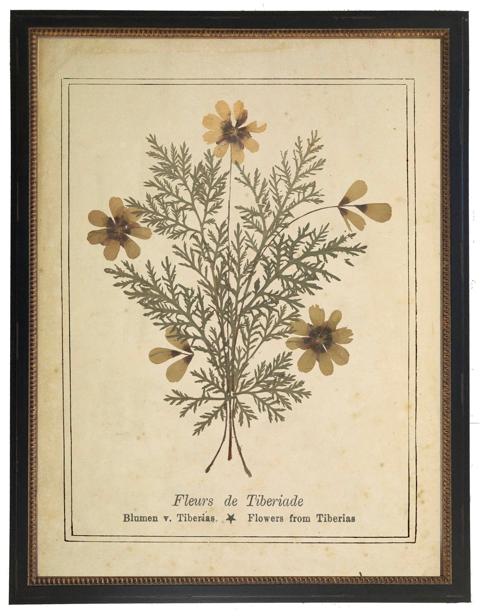 Pressed Flower Bookplate From 1900