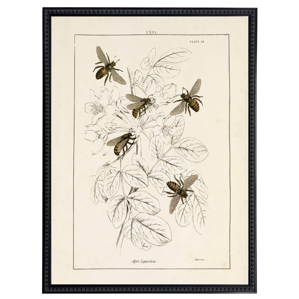 Framed Vintage Multi Bee Bookplate on Distressed Background