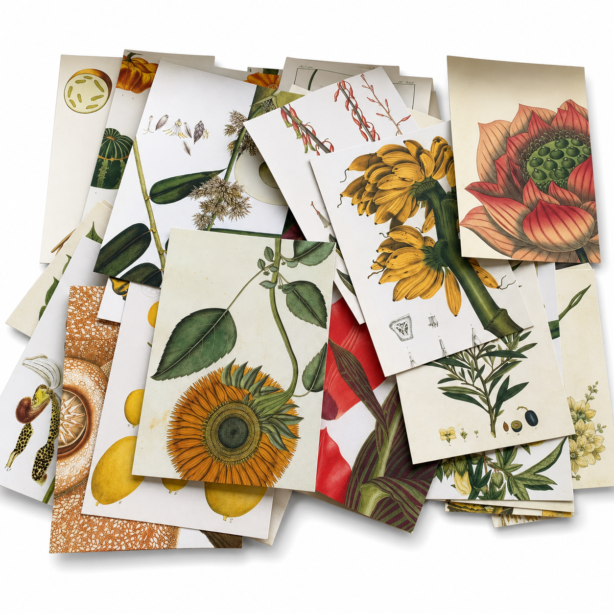Vintage-Inspired Botanical Postcard