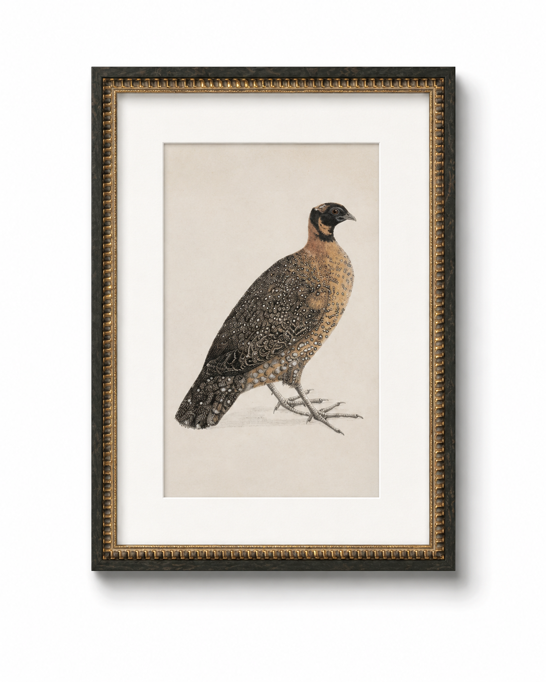 Crimson Horned Pheasant