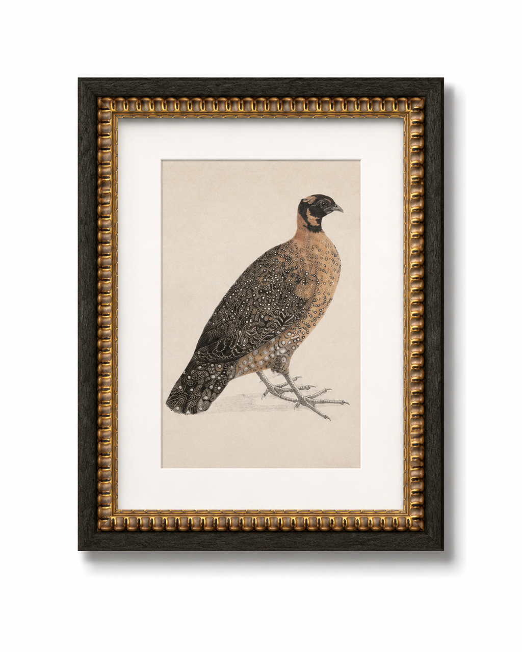 Crimson Horned Pheasant