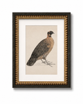 Crimson Horned Pheasant