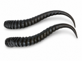 Decorative Gazelle Horns