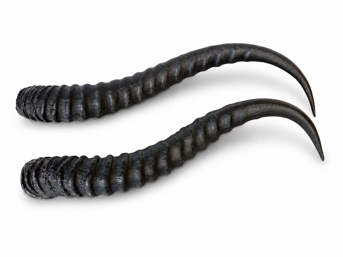 Decorative Gazelle Horns