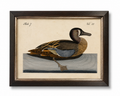 Duck Study Bookplate E on Distressed Background