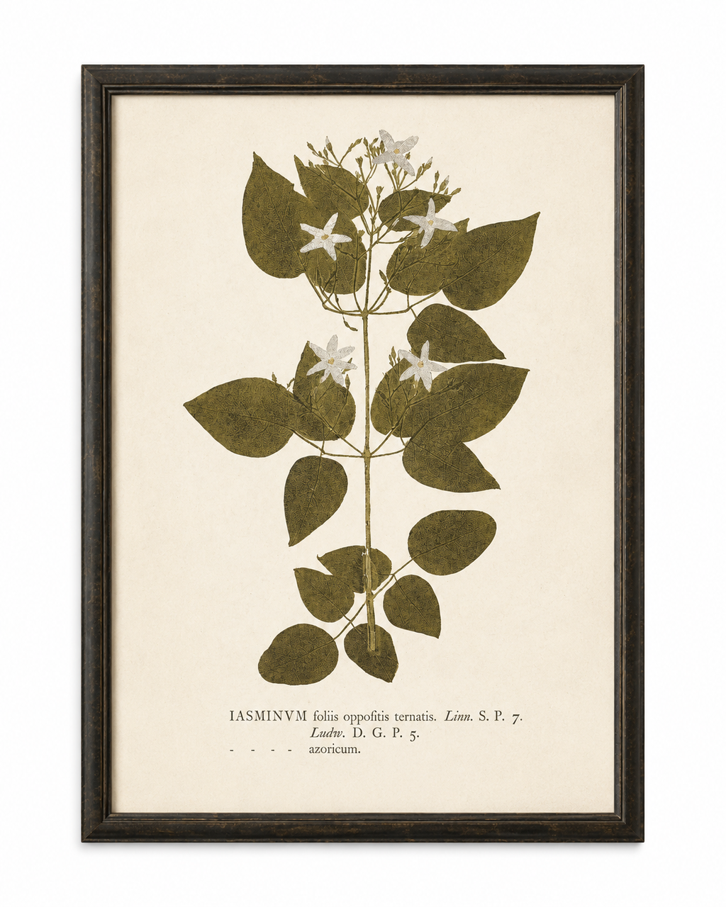 Framed Antique Jasmine Botanical Study