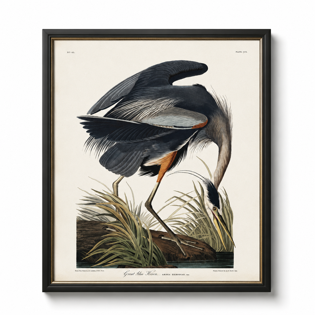 Framed Great Blue Heron Bookplate
