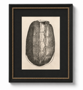 Framed Turtle Shell Art Print