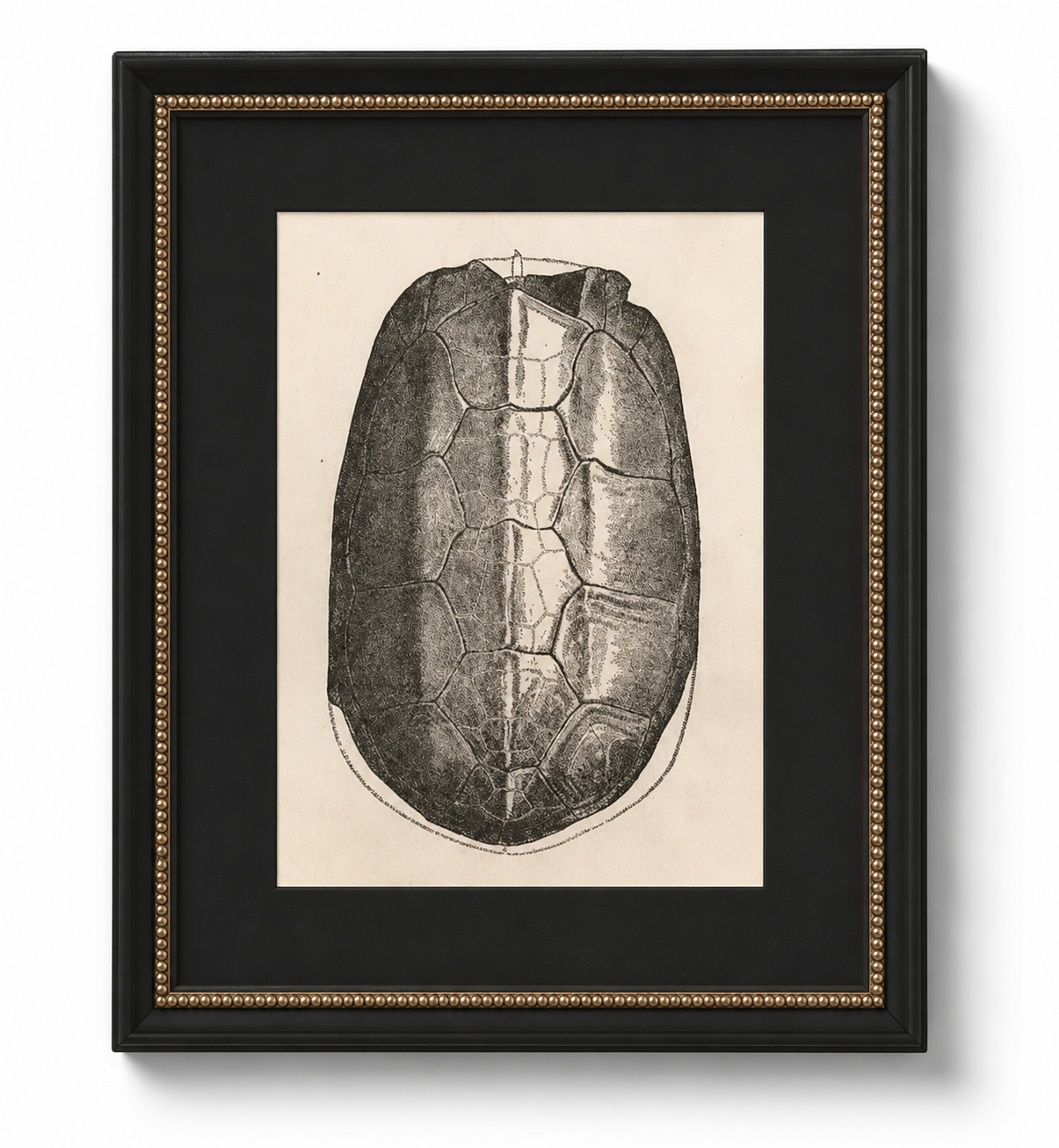 Framed Turtle Shell Art Print