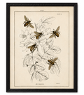Framed Vintage Multi Bee Bookplate on Distressed Background