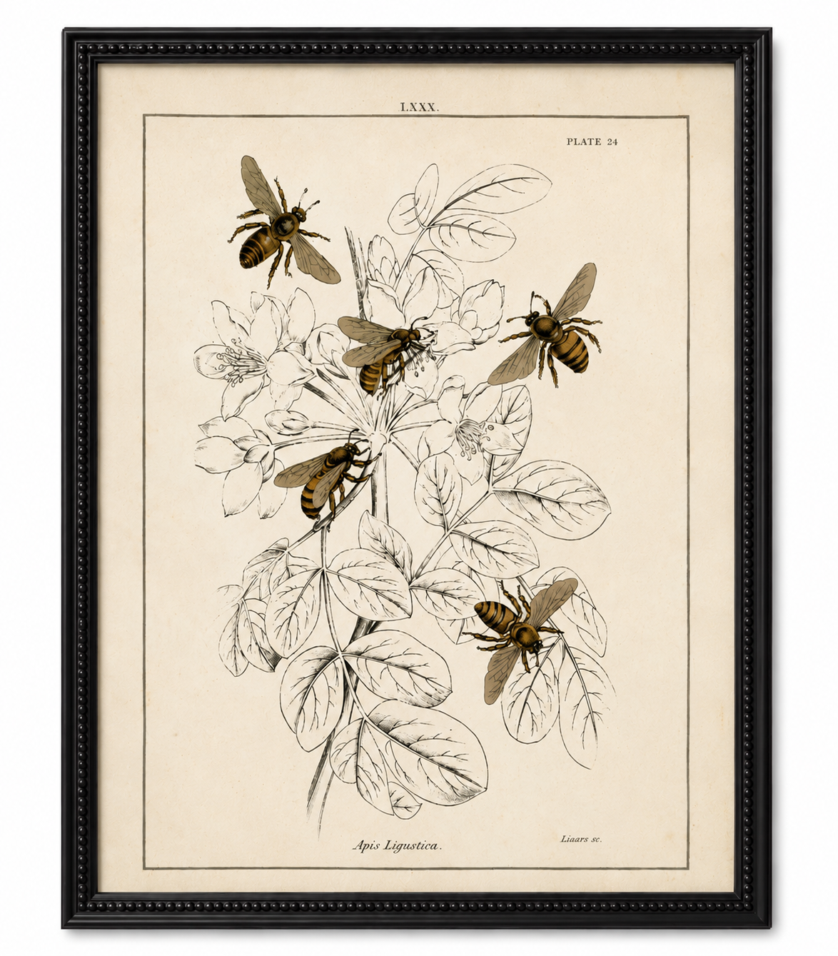 Framed Vintage Multi Bee Bookplate on Distressed Background