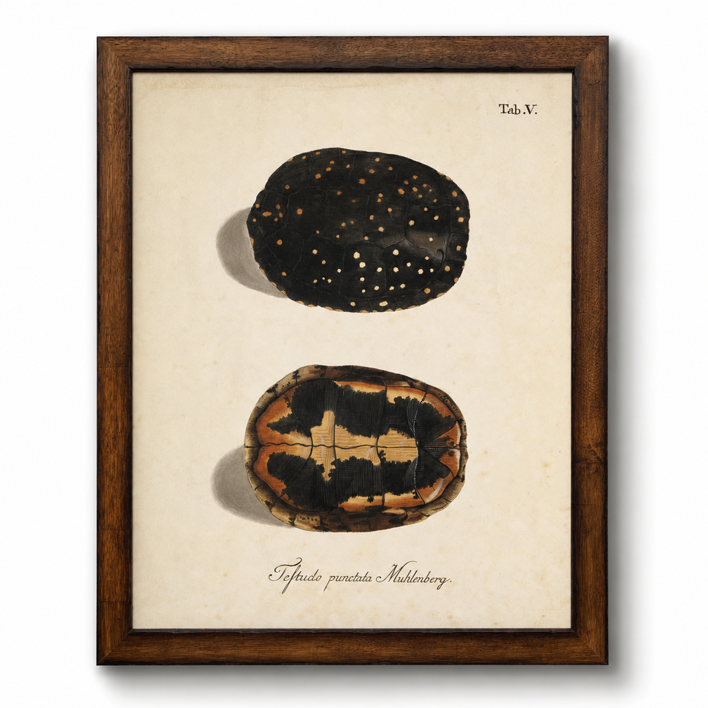 Framed Vintage Turtle Shell Bookplate D