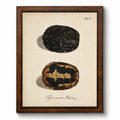 Framed Vintage Turtle Shell Bookplate D