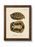 Framed Vintage Turtle Shell Bookplate E
