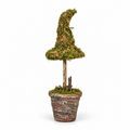 Potted Moss Witch’s Hat | 12"