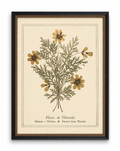 Pressed Flower Bookplate From 1900