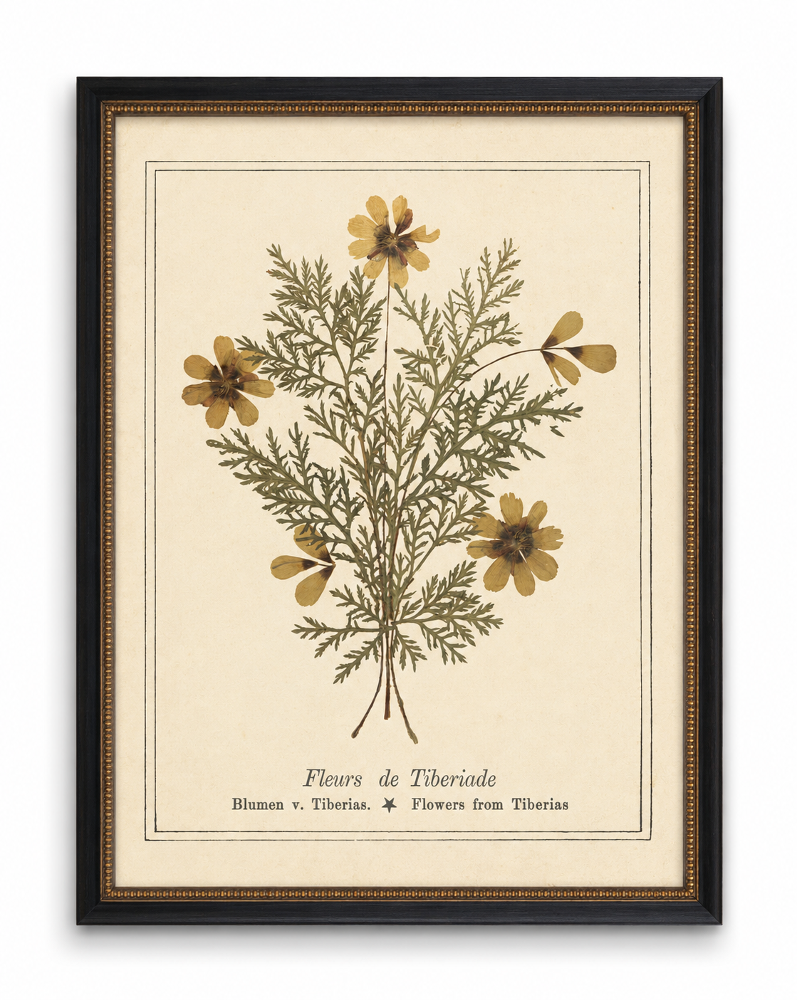 Pressed Flower Bookplate From 1900