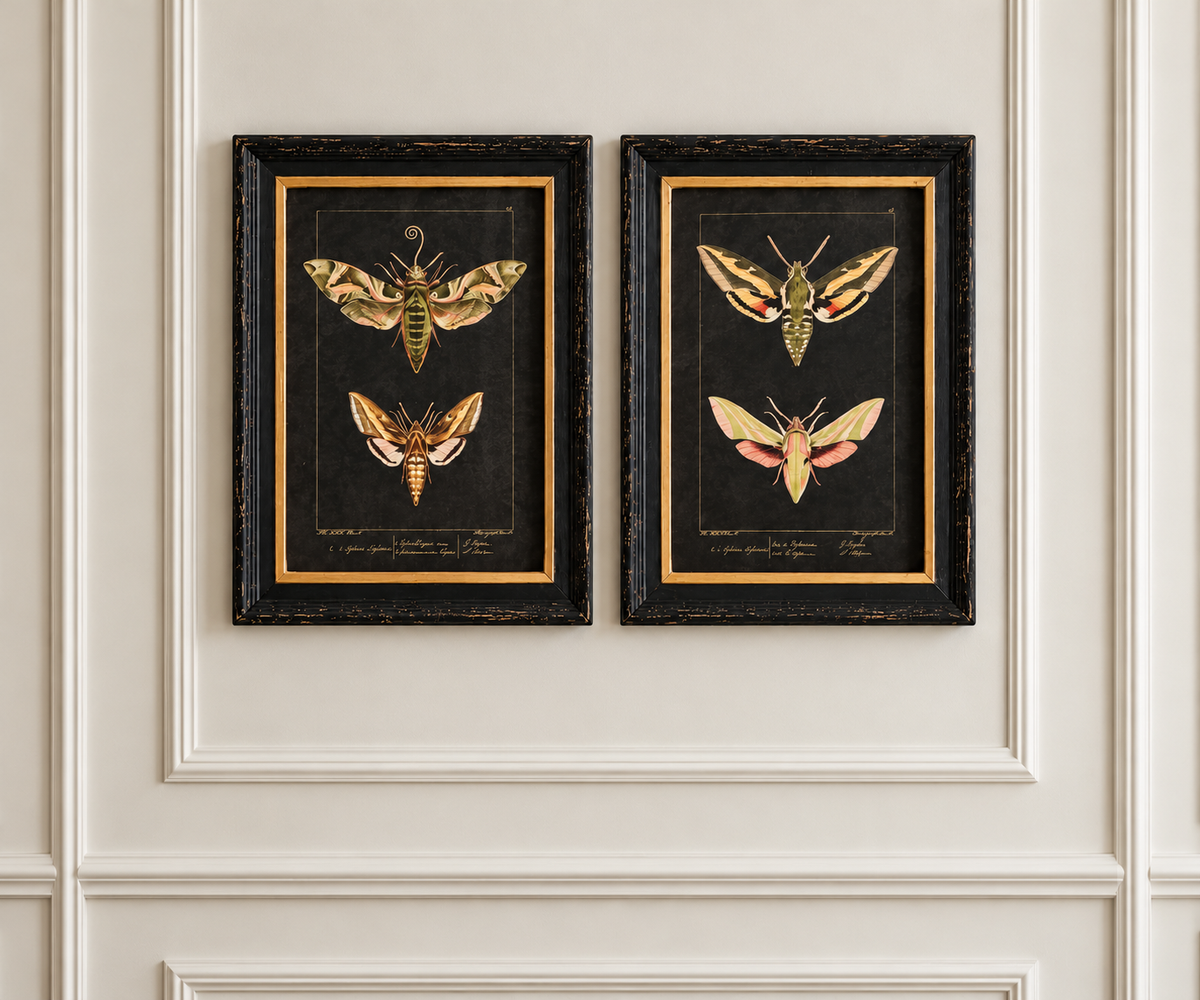 Vintage Moth Illustrations | Framed Art Set of 2
