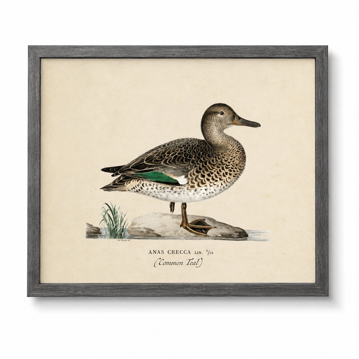 Vintage Bookplate Common Teal Duck