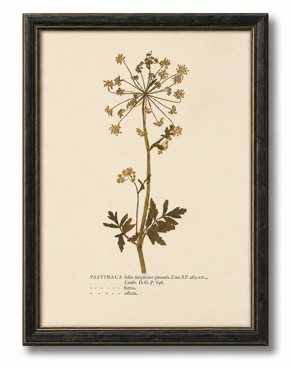 Vintage Botanical Study On Ivory Background