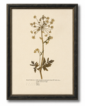 Vintage Botanical Study On Ivory Background