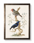 Vintage Framed Vintage Bird Study Reproduction
