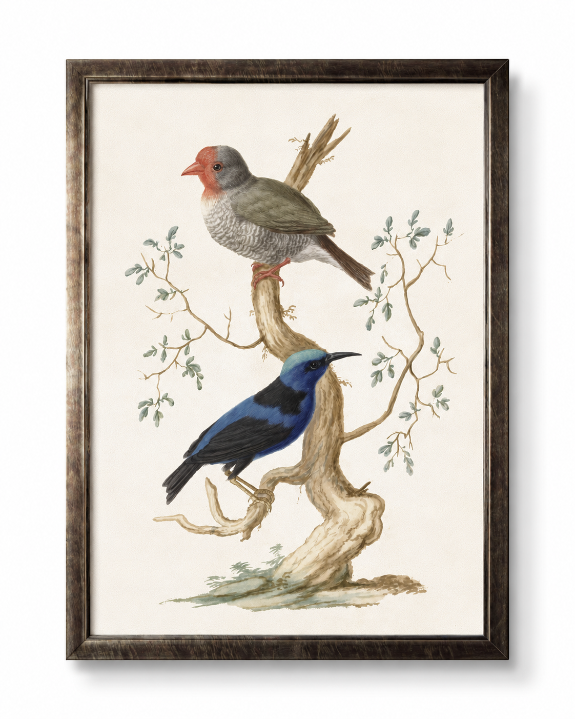 Vintage Framed Vintage Bird Study Reproduction