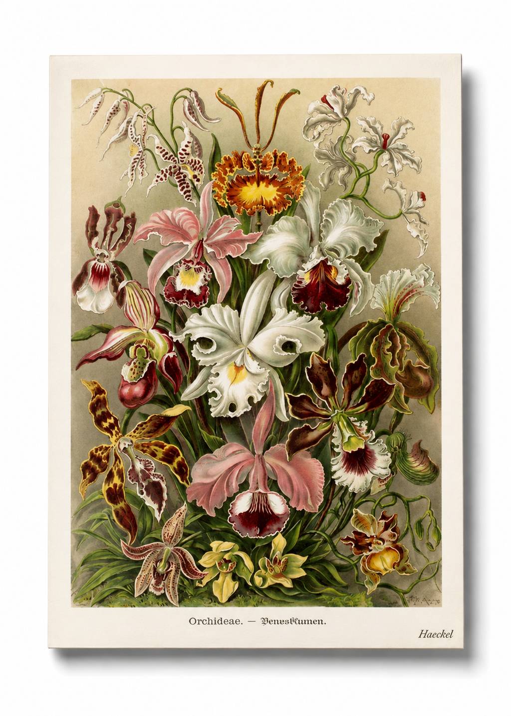 Vintage Orchid Botanical Postcard