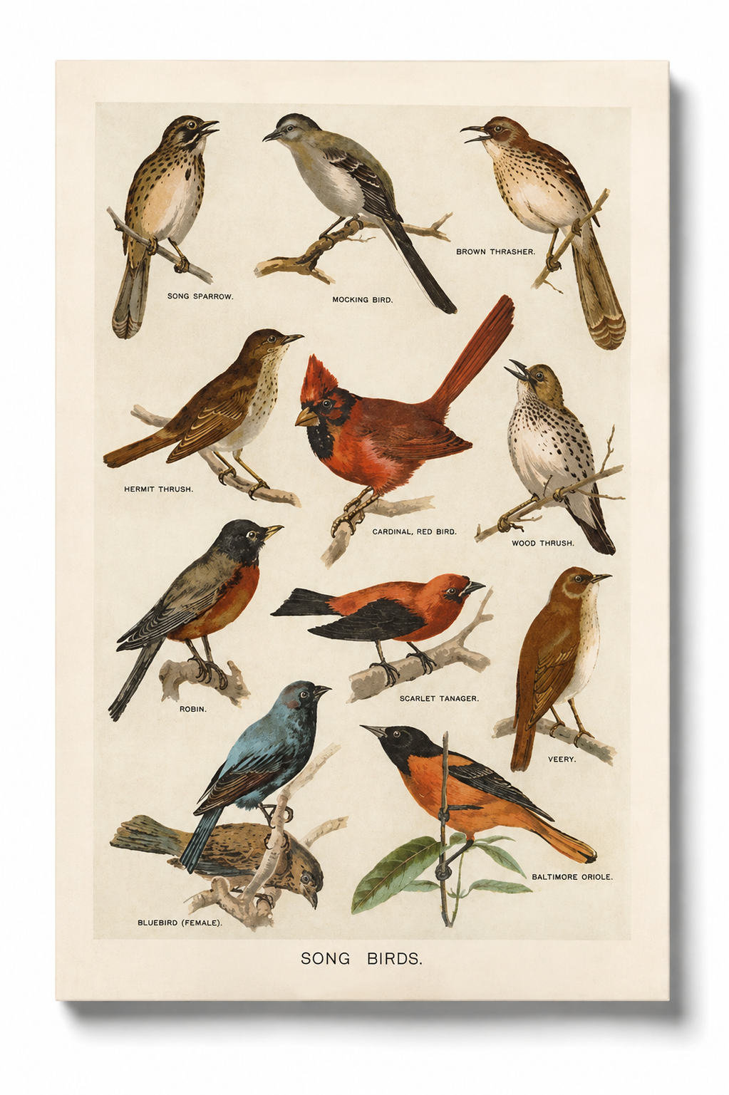 Vintage Songbirds Postcard