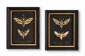 Vintage Moth Illustrations | Framed Art Set of 2