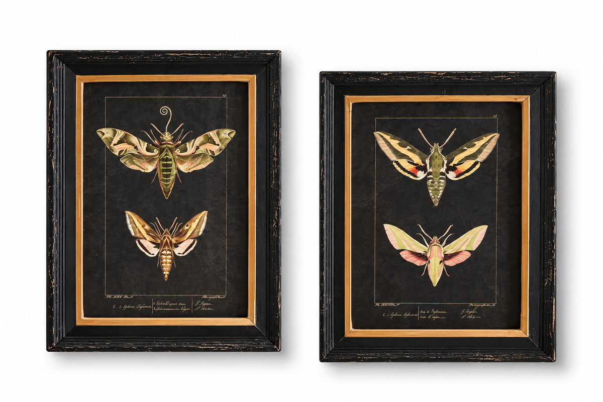 Vintage Moth Illustrations | Framed Art Set of 2