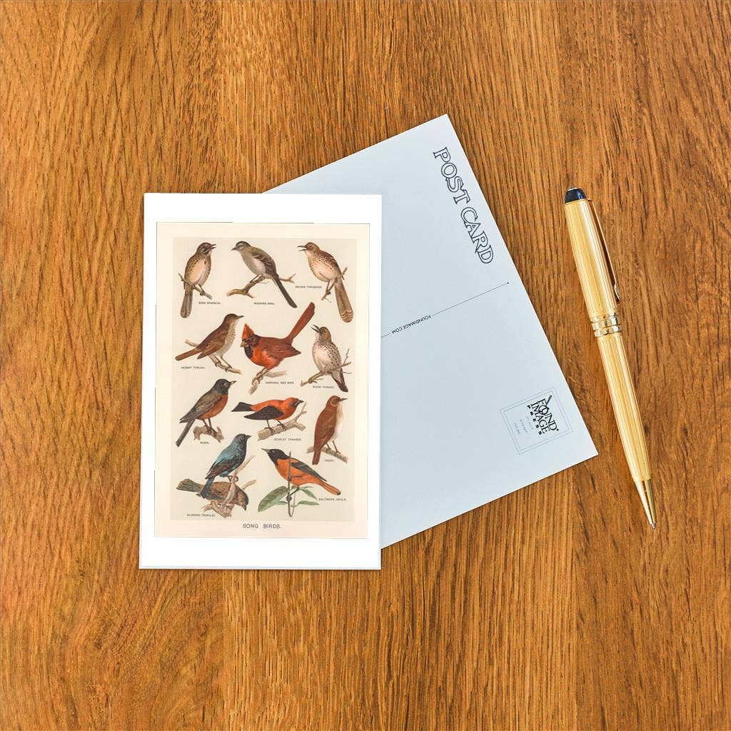 Vintage Songbirds Postcard