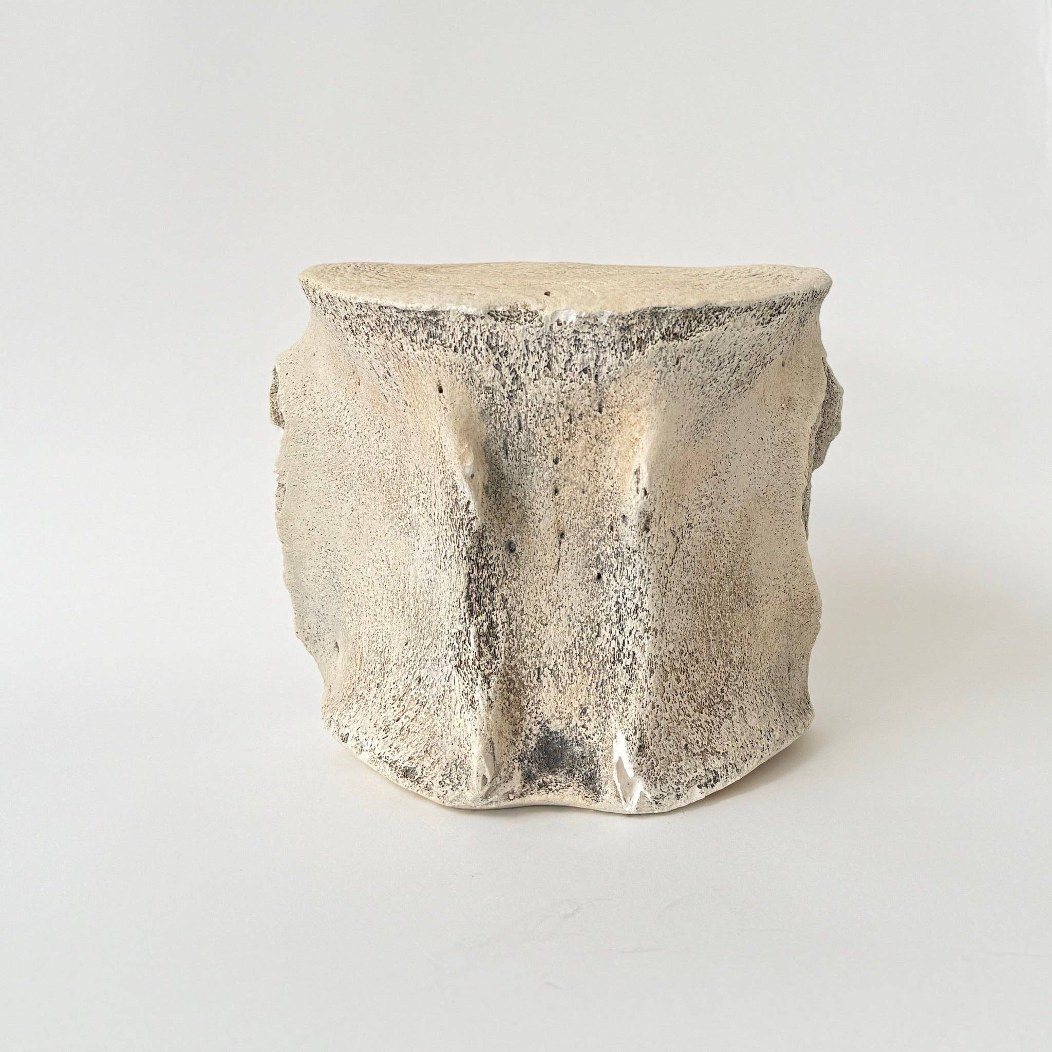 Sperm Whale Vertebrae