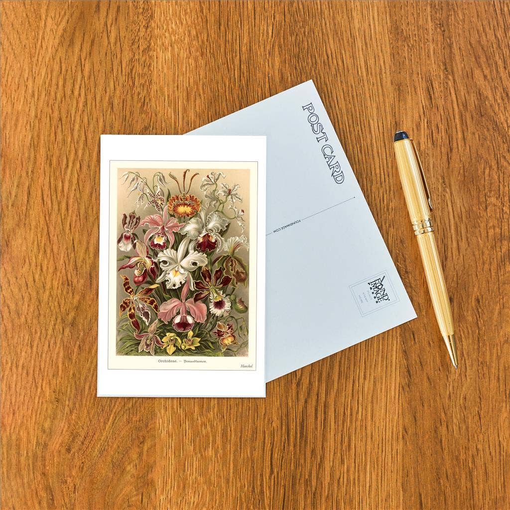 Vintage Orchid Botanical Postcard